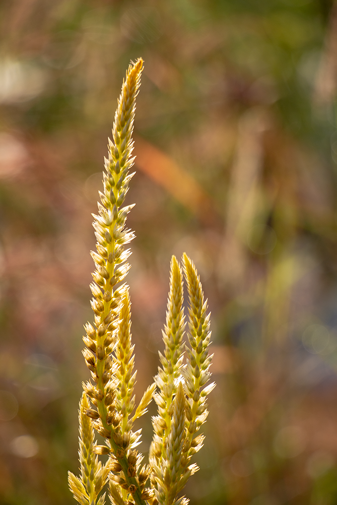 Amaranth is grown throughout the summer and fall on Wimbee Creek Farm.