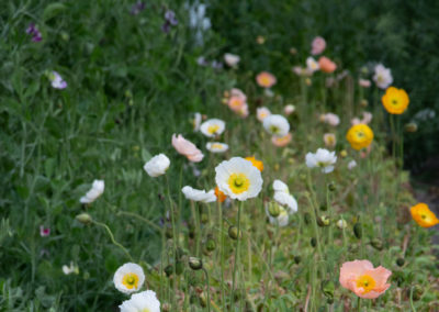 Wimbee Creek Farm has poppies in winter and spring.