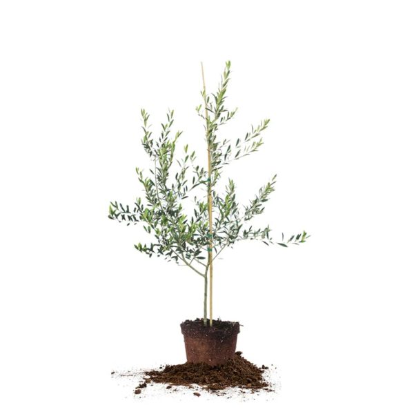 Olive tree for the southern garden
