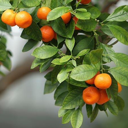 Satsuma orange trees for sale