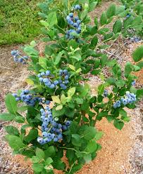 Blueberry Bush from Wimbee Creek Farm