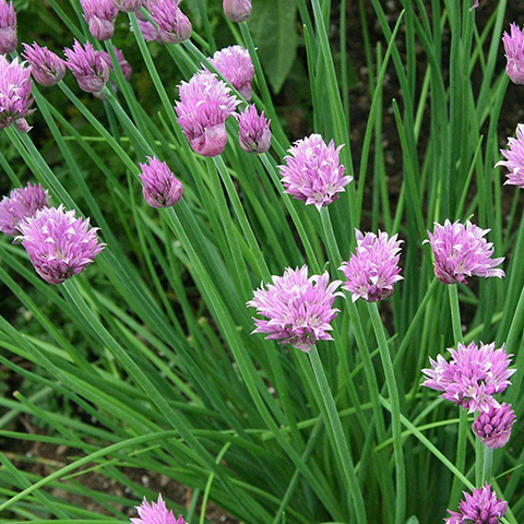culinary-chives-for-the-garden