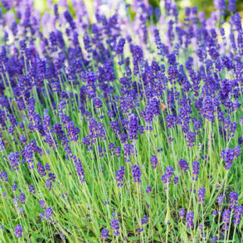 Lavender 'phenomenal' plants from Wimbee Creek Farm