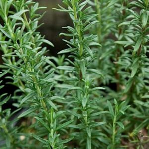 rosemary-spice island - is an upright form from the gardens at Wimbee Creek Farm.