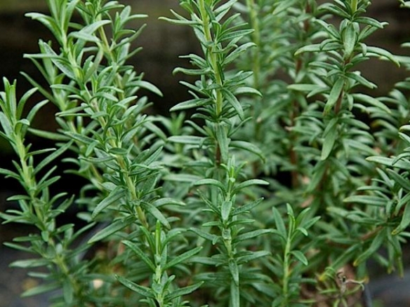 rosemary-spice island - is an upright form from the gardens at Wimbee Creek Farm.
