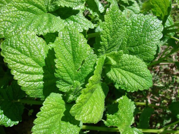 Lemon balm is useful for teas and baking from the nursery at Wimbee Creek Farm.