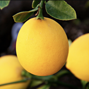 Get your Meyer Lemon trees from Wimbee Creek Farm fall plant sale.