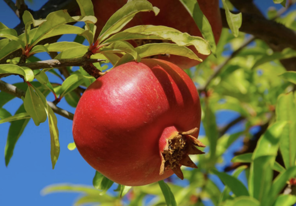 Pomegranate tree with fruit.