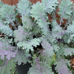 red russian kale plants from the nursery at Wimbee Creek Farm