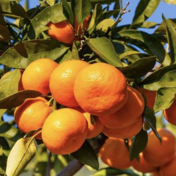 Buy your own citrus from the Wimbee Creek Farm nursery.