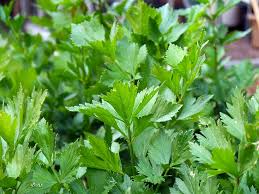 /flat leaf parsley is an important element in the herb collection from the nursery at Wimbee Creek Farm