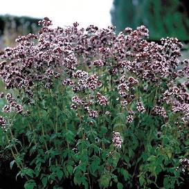 italian oregano is useful in the cutting garden and in the kitchen and is available from the online nursery at Wimbee Creek Farm.