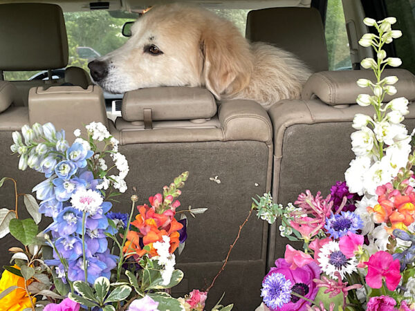 Romeo helps deliver Valentine's Flowers From local florist Wimbee Creek Farm